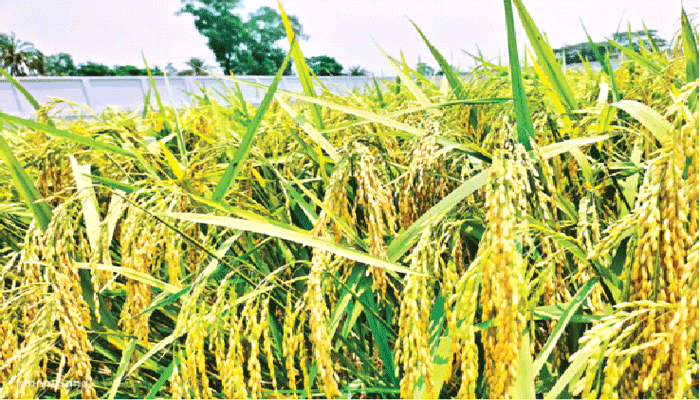 কৃষিতে বিপ্লব আনবে নতুন জাত ব্রি-১০২