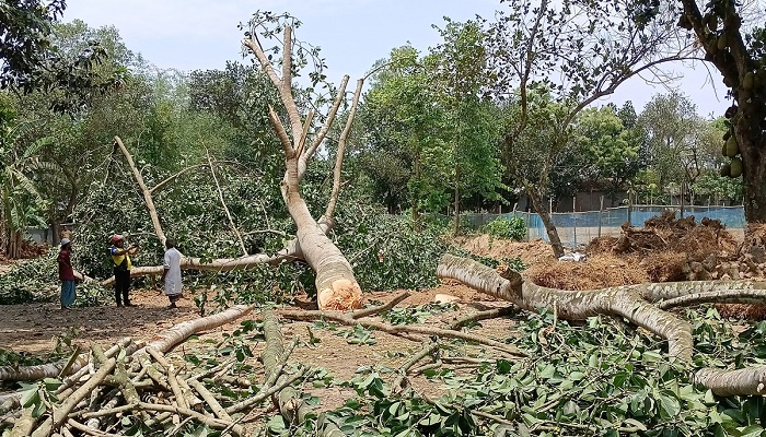 বিরোধপূর্ণ জমির ৪ শতাধিক গাছ কাটার অভিযোগ