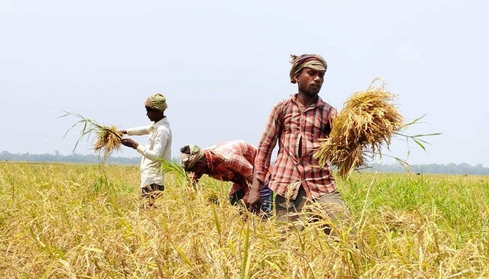 ধানের ব্লাস্টে দুশ্চিন্তায় কৃষক