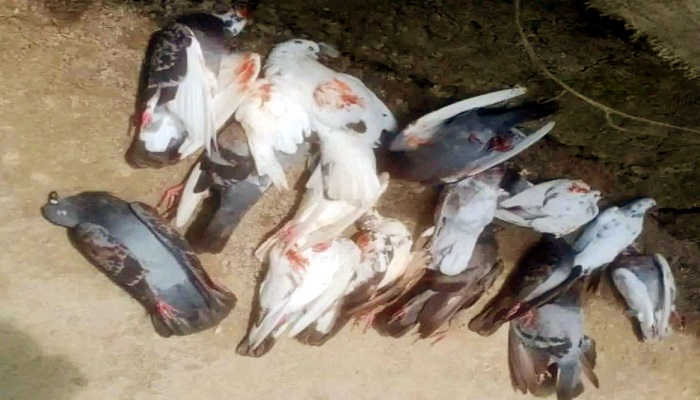 দুর্বৃত্তের বিষে মরল শতাধিক কবুতর