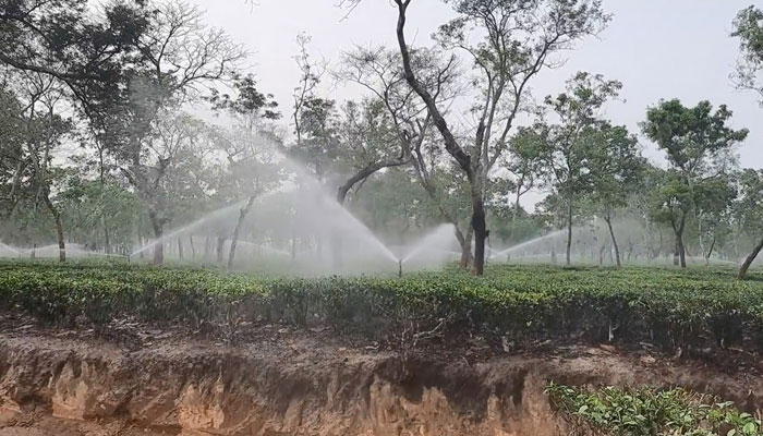 খরায় পুড়ছে চা বাগান