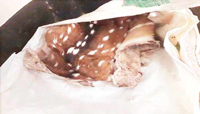 একমাত্র হরিণটিও জবাই করে ভাগ-বাটোয়ারা