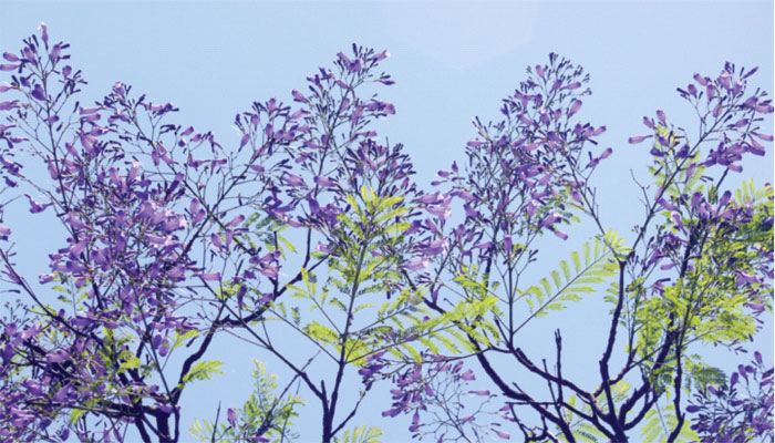 এই বৈশাখ এই জ্যৈষ্ঠ
