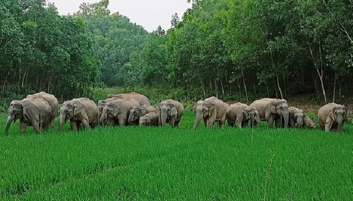 ধান রক্ষায় বন্য হাতির আক্রমণে প্রাণ গেল পল্লী চিকিৎসকের
