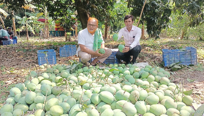কালীগঞ্জের আম যাচ্ছে ইংল্যান্ডে