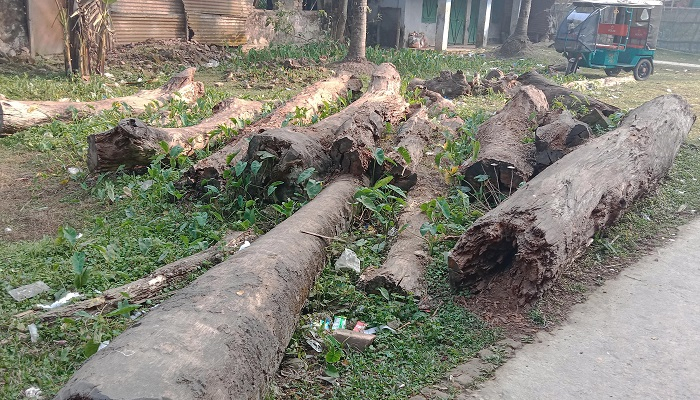অবহেলায় নষ্ট মূল্যবান কাঠ, মিশছে মাটিতে