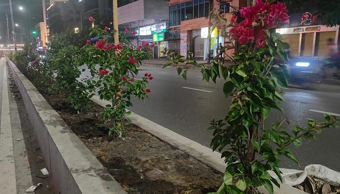 বাহারি ফুলগাছে সাজছে সাত মসজিদ সড়কের বিভাজক