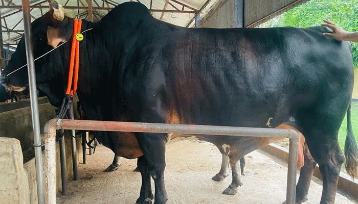 হাজার কেজির ‘রাজা’র দাম ১০ লাখ টাকা! হাজার কেজির ‘রাজা’র দাম ১০ লাখ টাকা!