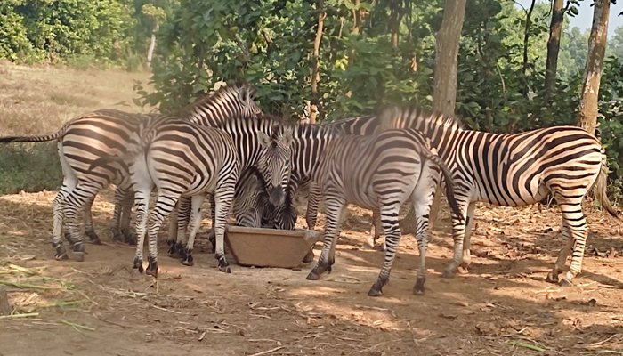 জাতীয় চিড়িয়াখানায় জেব্রার মৃত্যু জাতীয় চিড়িয়াখানায় জেব্রার মৃত্যু