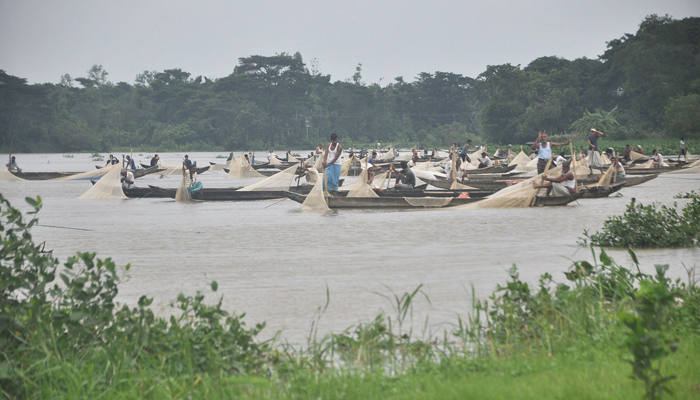 হালদায় প্রায় ১৭ হাজার কেজি মাছের ডিম সংগ্রহ