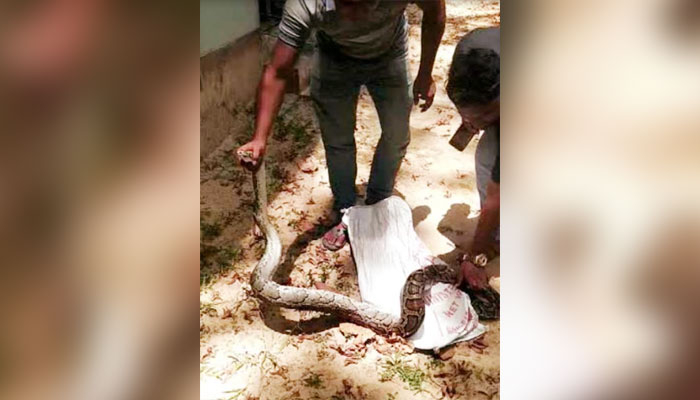 সিলেটে গাড়ির গ্যারেজ থেকে ‘বারমিজ পাইথন’ উদ্ধার
