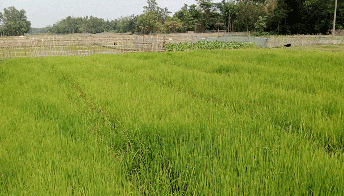 খাঁ খাঁ আউশের মাঠ