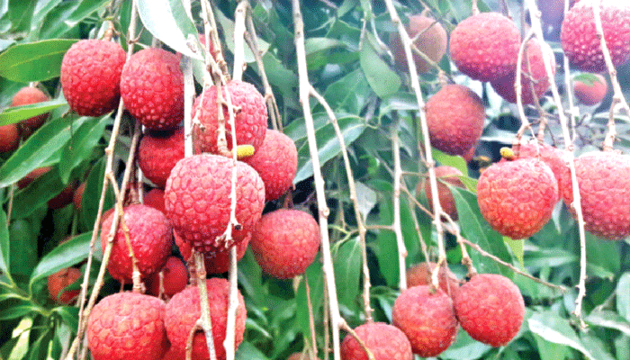 লিচুতে লোকসান, গতবারের তুলনায় বিক্রি অর্ধেক