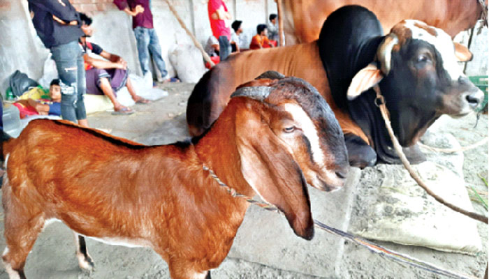 ২৭ মণ গরুর সঙ্গে এক মণের ছাগল ফ্রি