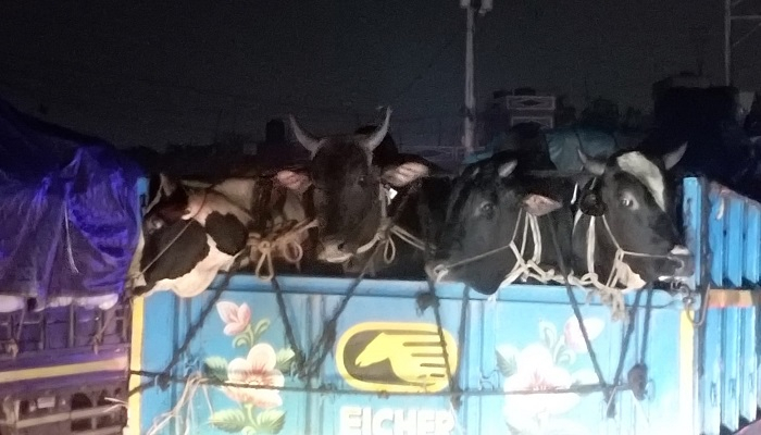 এবার ভিন্ন পরিবেশ দেখছে কোরবানির পশুর গাড়ি