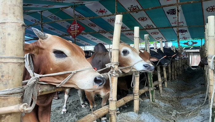 পশুবাহী ট্রাক কোনো হাটে নিতে বাধ্য করা বন্ধ হয়েছে