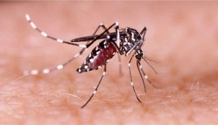ডেঙ্গুতে মৃত্যু বেশি শক সিনড্রোমে