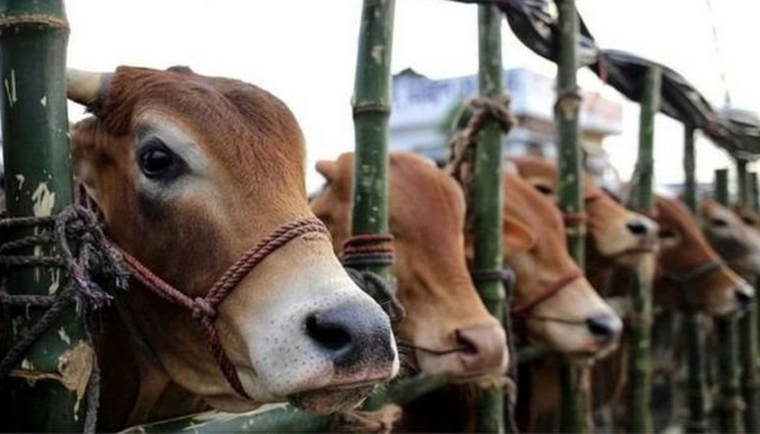রাজধানীতে খোলা জায়গায় গরুর হাট বসাতে হাইকোর্টে রিট