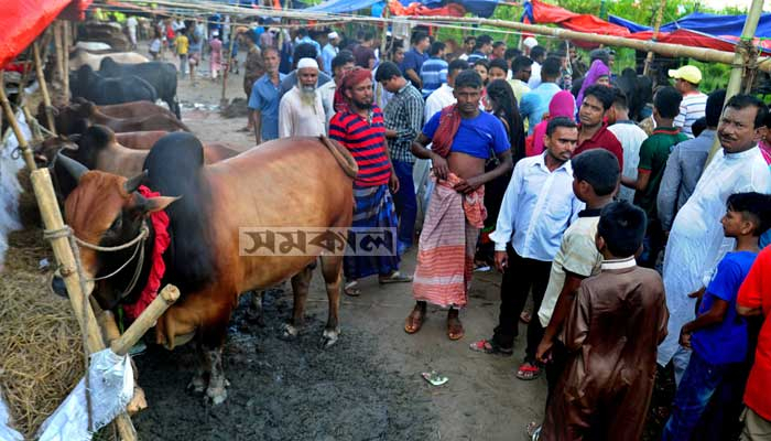 রাজধানীতে কোরবানির হাটে বিক্রি শুরু আজ