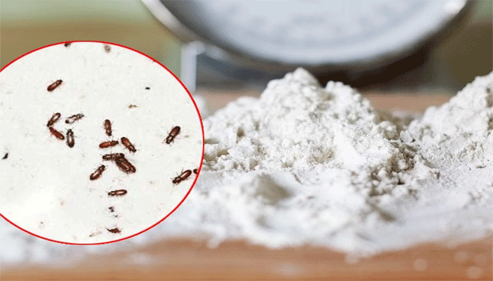 বর্ষায় বেসনে পোকা ধরে যাচ্ছে ? দূর করবেন যেভাবে বর্ষায় বেসনে পোকা ধরে যাচ্ছে ? দূর করবেন যেভাবে