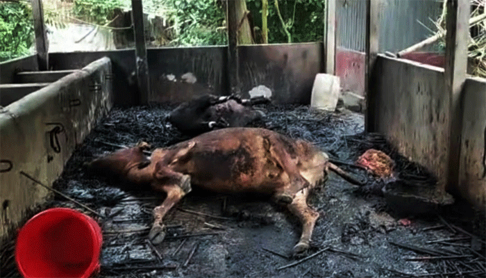 কয়েলের আগুনে পুড়ে মরল কৃষকের ৬ গরু–ছাগল কয়েলের আগুনে পুড়ে মরল কৃষকের ৬ গরু–ছাগল