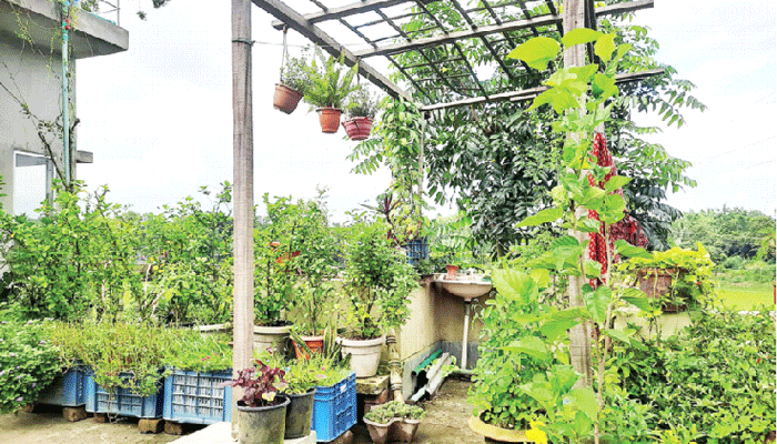 ছাদবাগানের যত্ন ছাদবাগানের যত্ন