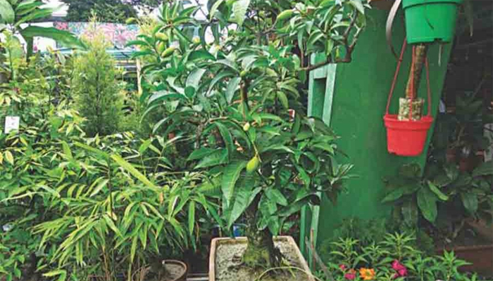 খুলনায় ১৫ দিনব্যাপী বৃক্ষমেলা শুরু হচ্ছে বৃহস্পতিবার খুলনায় ১৫ দিনব্যাপী বৃক্ষমেলা শুরু হচ্ছে বৃহস্পতিবার