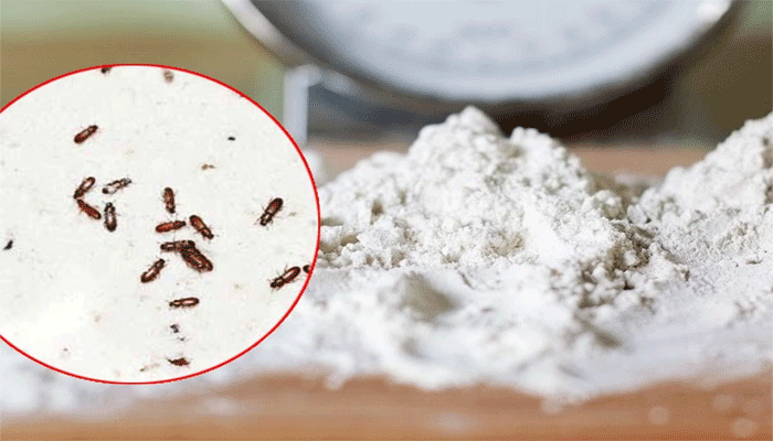 বর্ষায় বেসনে পোকা ধরে যাচ্ছে ? দূর করবেন যেভাবে