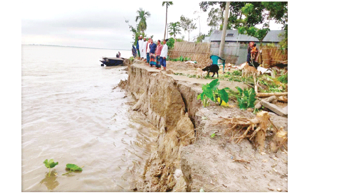 ব্রহ্মপুত্রের তীব্র ভাঙনে বিলীন ৭০ বসতভিটা