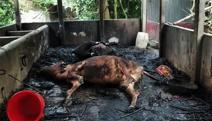 কয়েলের আগুনে পুড়ে মরল কৃষকের ৬ গরু–ছাগল