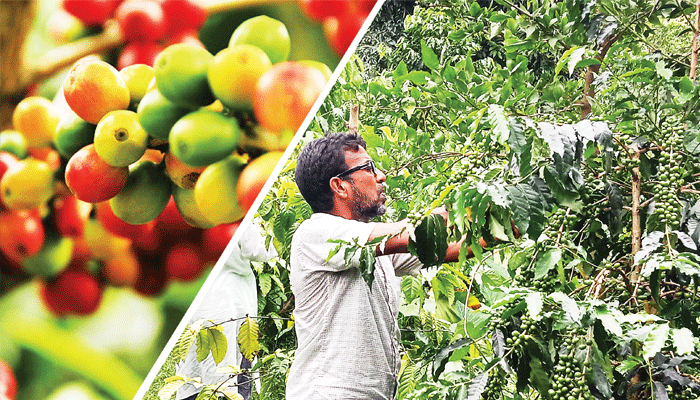 কফির চাষ এখন দেশে