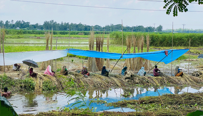 আঁশ ছাড়িয়ে বাড়তি আয় করছেন নারীরা