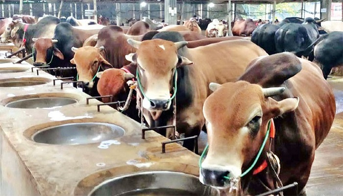 ২৫ লাখ পশু অবিক্রীত, বড় খামারিরা বেশি লোকসানে