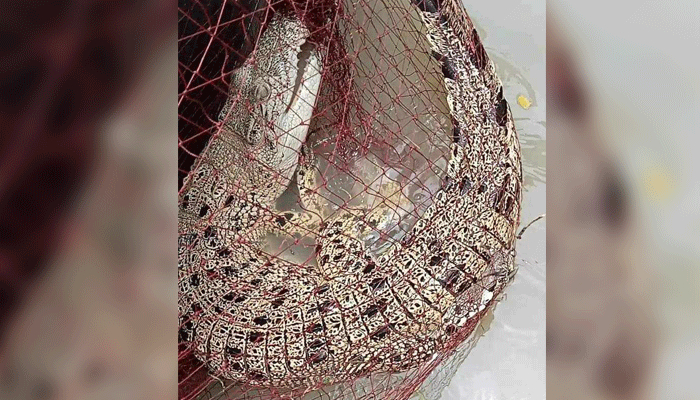 মুলাদীতে জালে ধরা পড়ল কুমির
