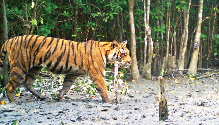 নানা সংকটে বাঘ বিপদে