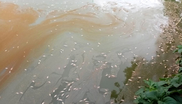 দুর্বৃত্তের বিষে মরল ৫ লাখ টাকার মাছ