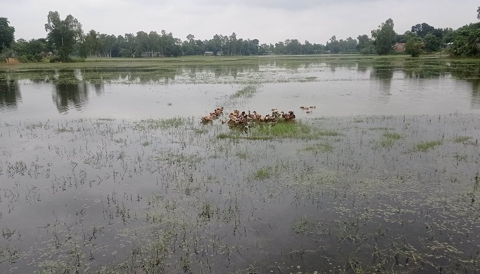 কৃষকের দুঃখ ভাঙা বেড়িবাঁধ কৃষকের দুঃখ ভাঙা বেড়িবাঁধ
