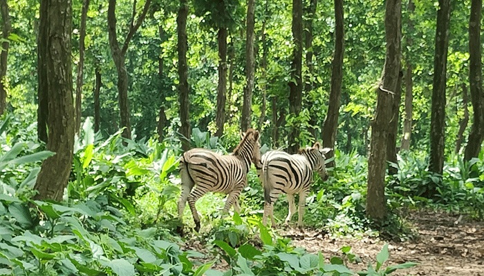 বয়স্ক বাঘ-সিংহ থাকে আড়ালে বয়স্ক বাঘ-সিংহ থাকে আড়ালে