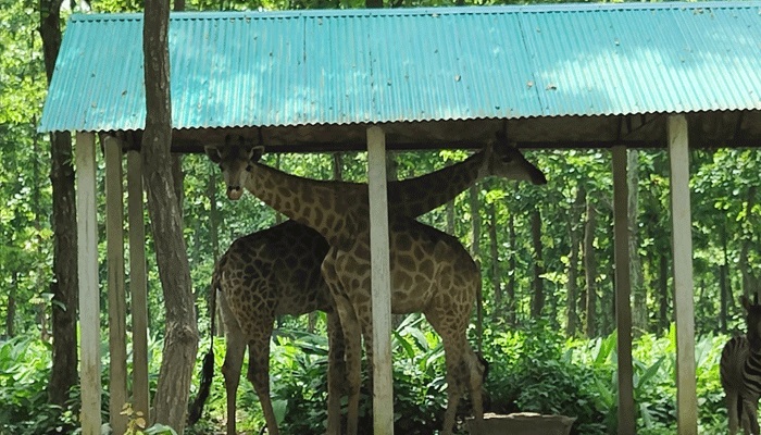 লক্কড়ঝক্কড় বাসে সাফারি ভ্রমণ লক্কড়ঝক্কড় বাসে সাফারি ভ্রমণ