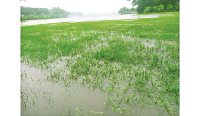 বৃষ্টিতে জলমগ্ন বীজতলা আমন আবাদে শঙ্কা
