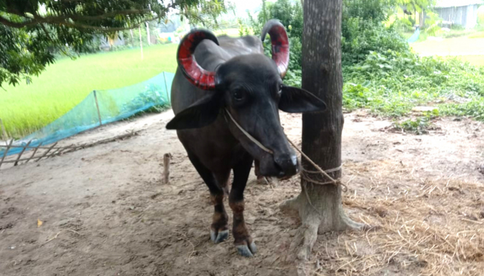 কৃষকের মহিষ আটকে রেখে টাকা দাবি