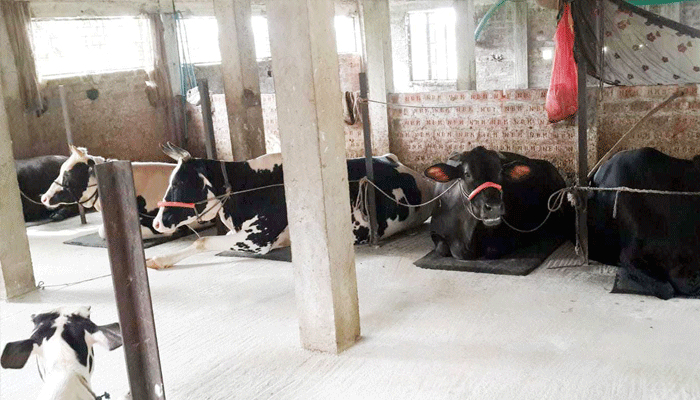 গরুর খামারে ভাগ্যবদল