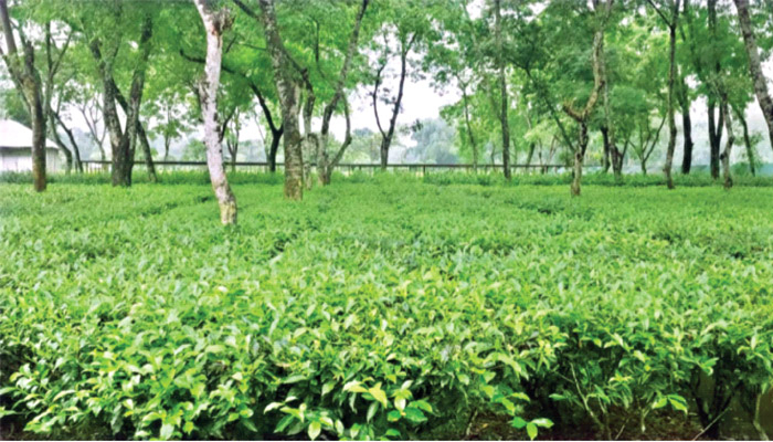 কমবে খরচ, চাষি পাবেন পাতার ন্যায্যমূল্য