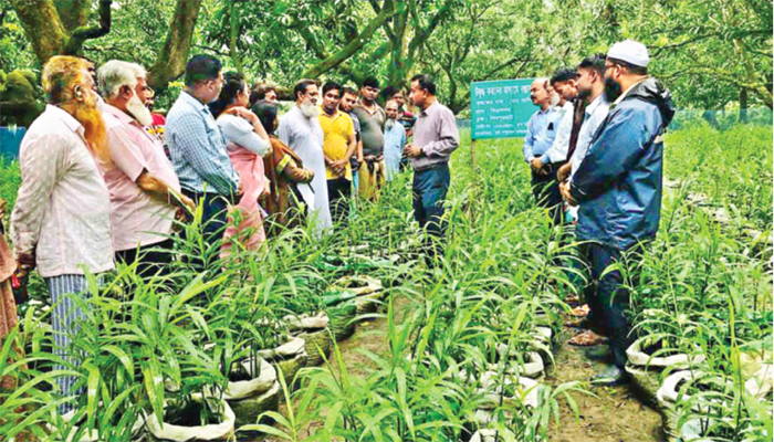 আমবাগানে আদা চাষ নিয়ে নতুন স্বপ্ন