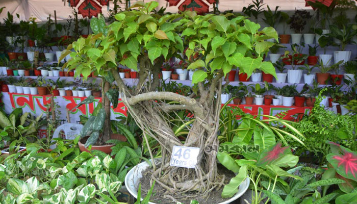 গাছের বয়স ৪৬ বছর, দাম লাখ টাকা