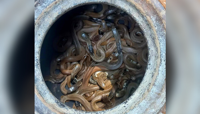 বসত ঘরে মিলল ২২ গোখরা সাপের বাচ্চা