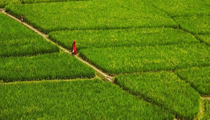 জমির ত্রিমুখী মালিকানা জটিলতা, খাজনা আদায় বন্ধ দেড় যুগ