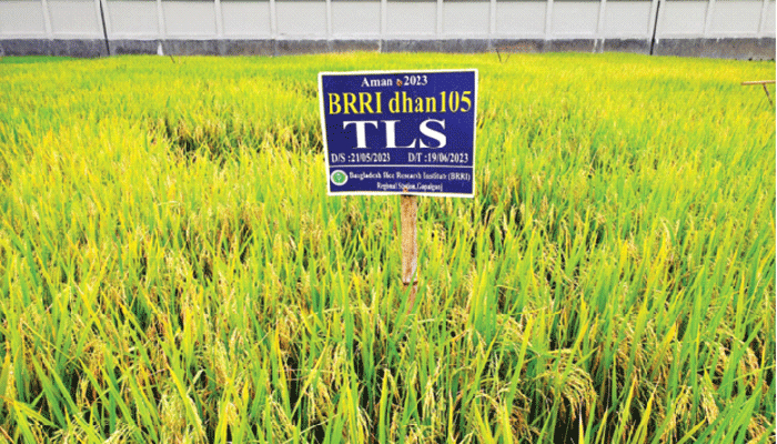 ডায়াবেটিক রোগীর জন্য উদ্ভাবিত ব্রি ১০৫ ধান ডায়াবেটিক রোগীর জন্য উদ্ভাবিত ব্রি ১০৫ ধান