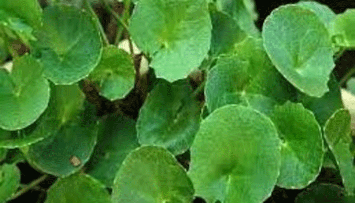 থানকুনি পাতার রস খেলে কি স্মৃতিশক্তি বাড়ে