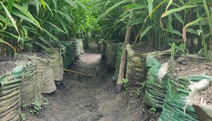 বস্তায় আদা চাষে বাজিমাত